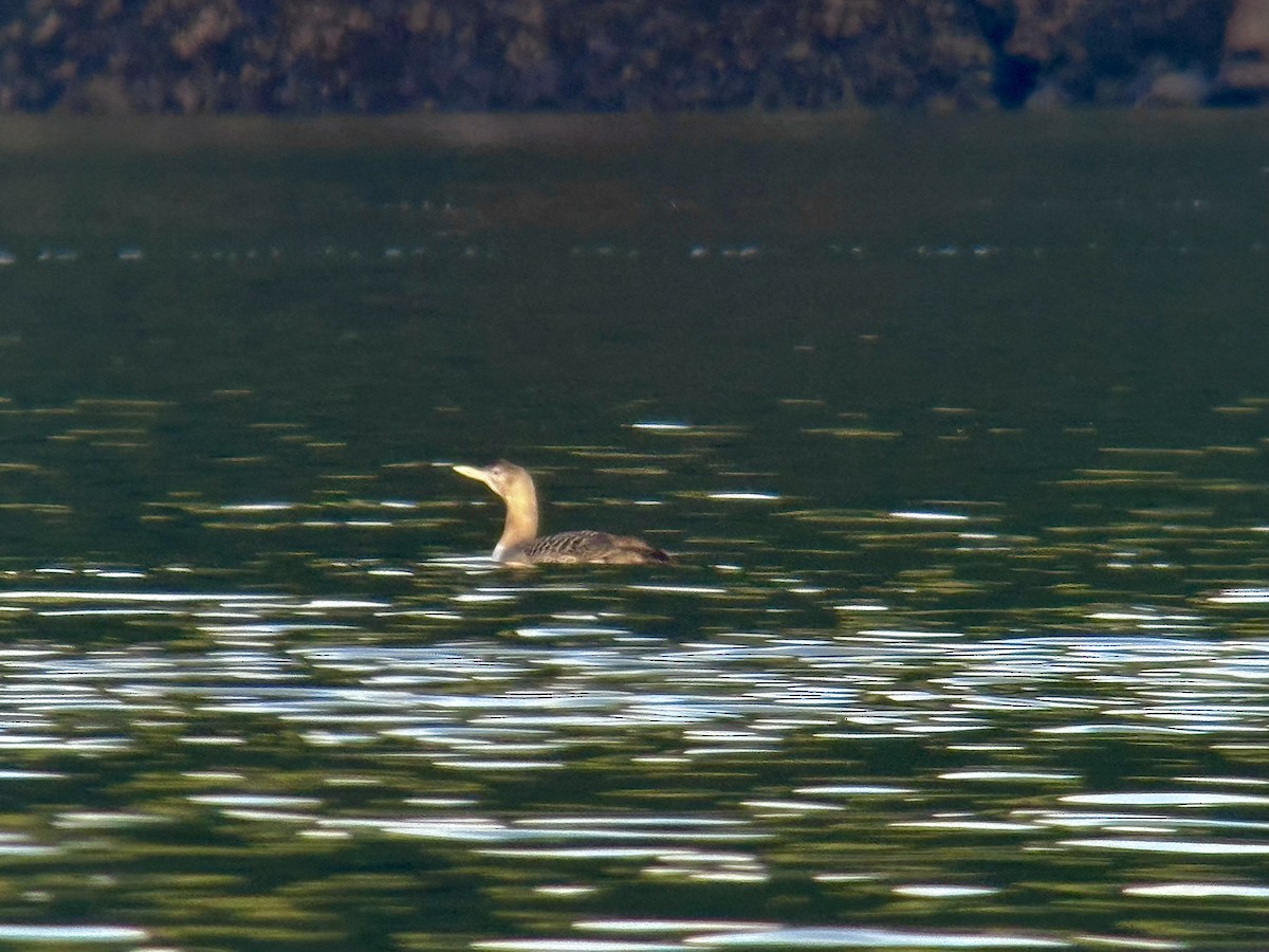 Strolaga beccogiallo - ML645173986