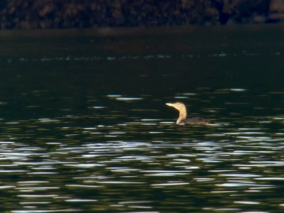 Strolaga beccogiallo - ML645173987