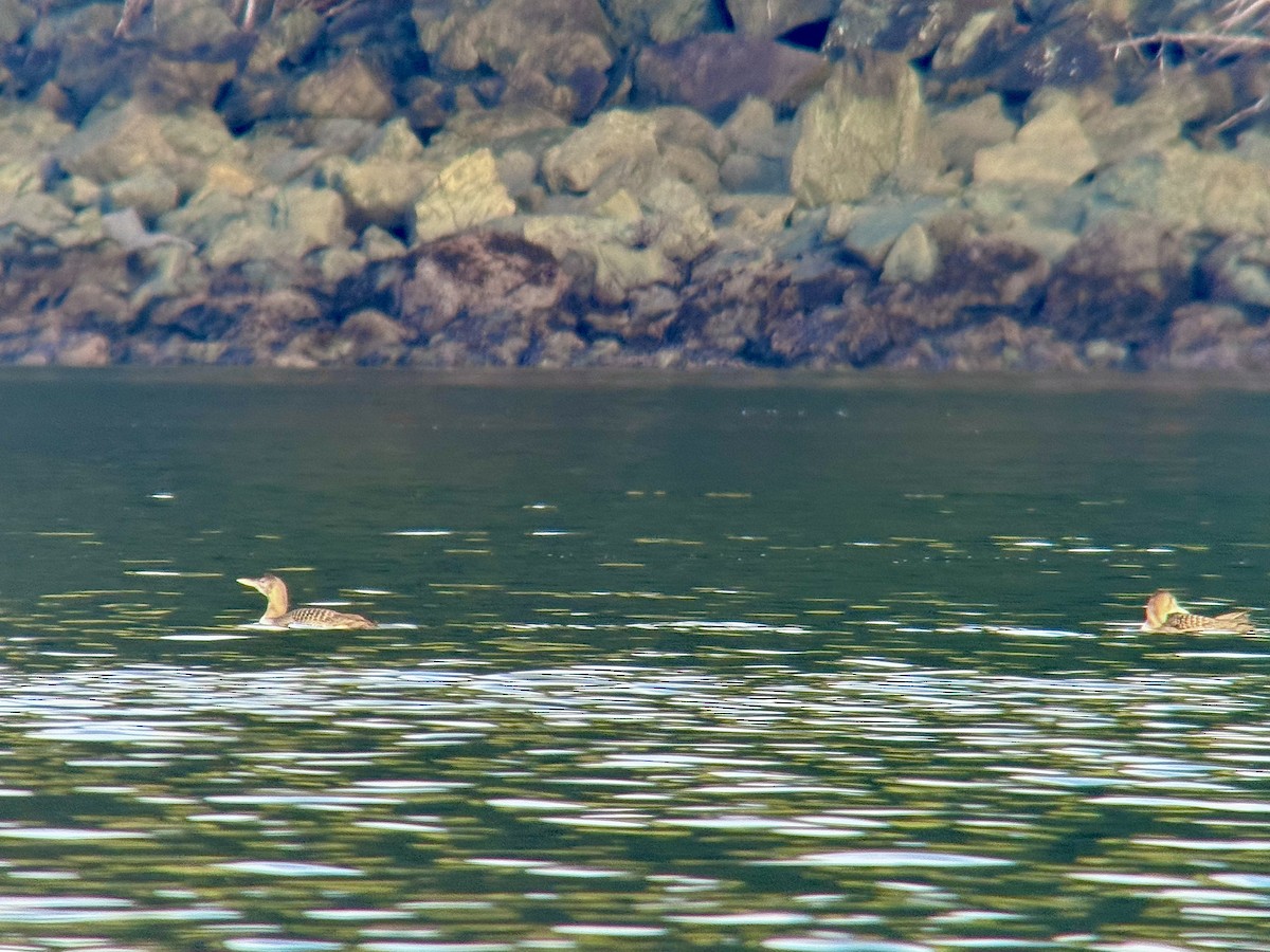 Strolaga beccogiallo - ML645173988