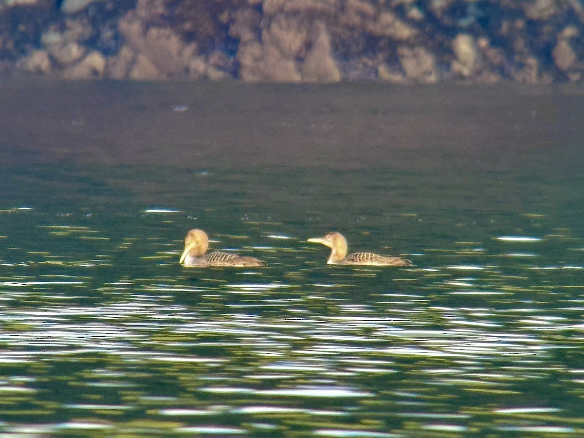 Strolaga beccogiallo - ML645173989