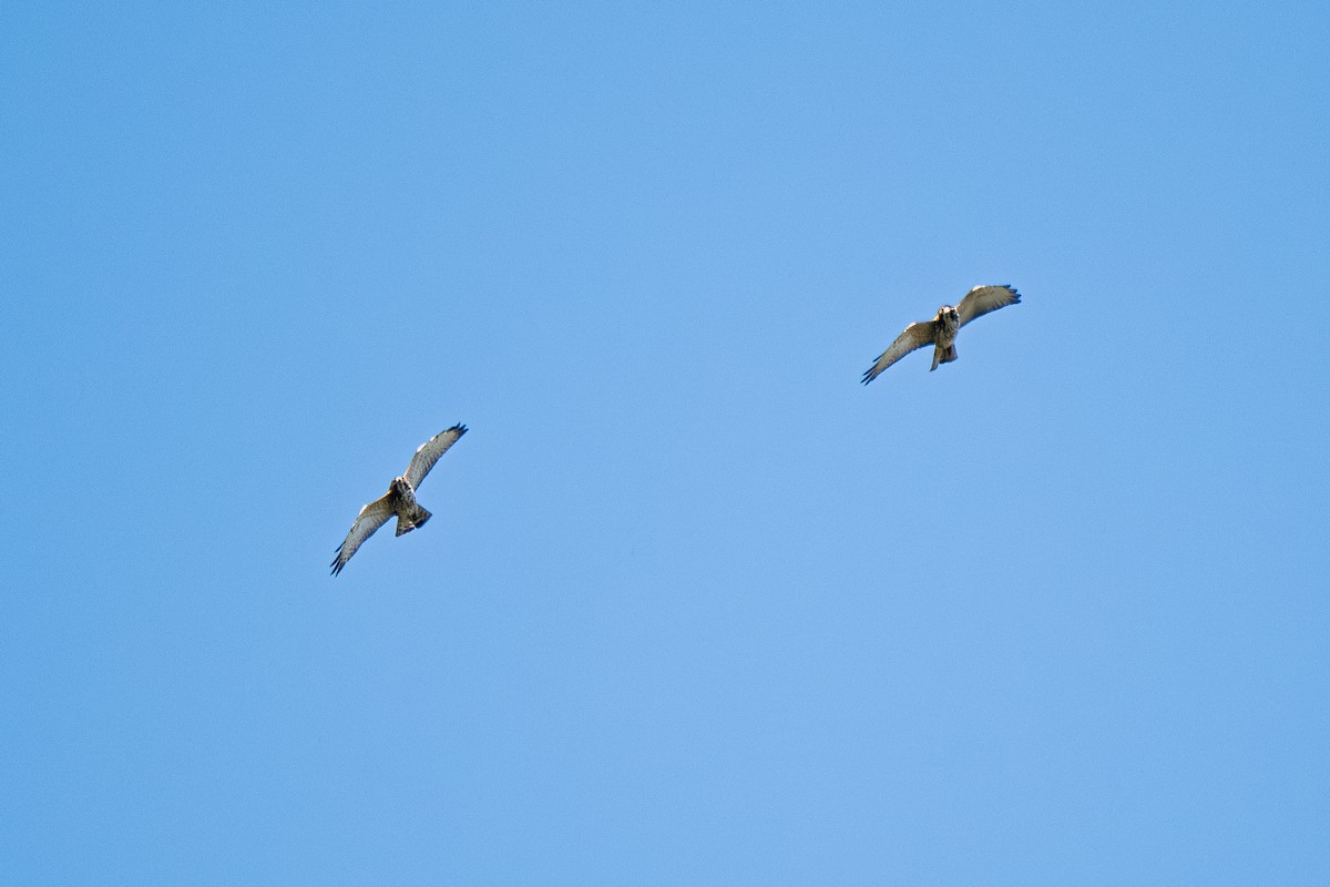 Broad-winged Hawk - ML645173991