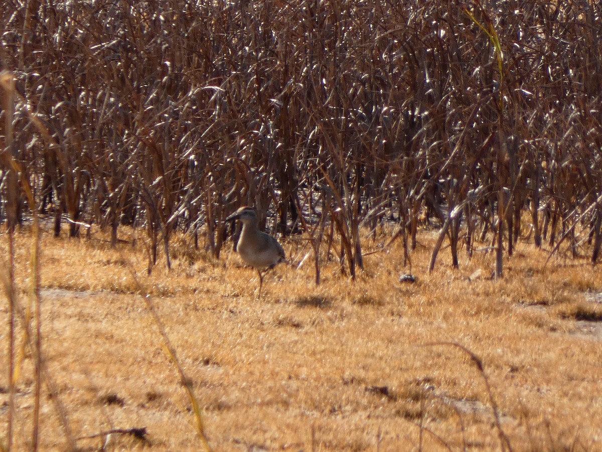 Sharp-tailed Sandpiper - ML645173992