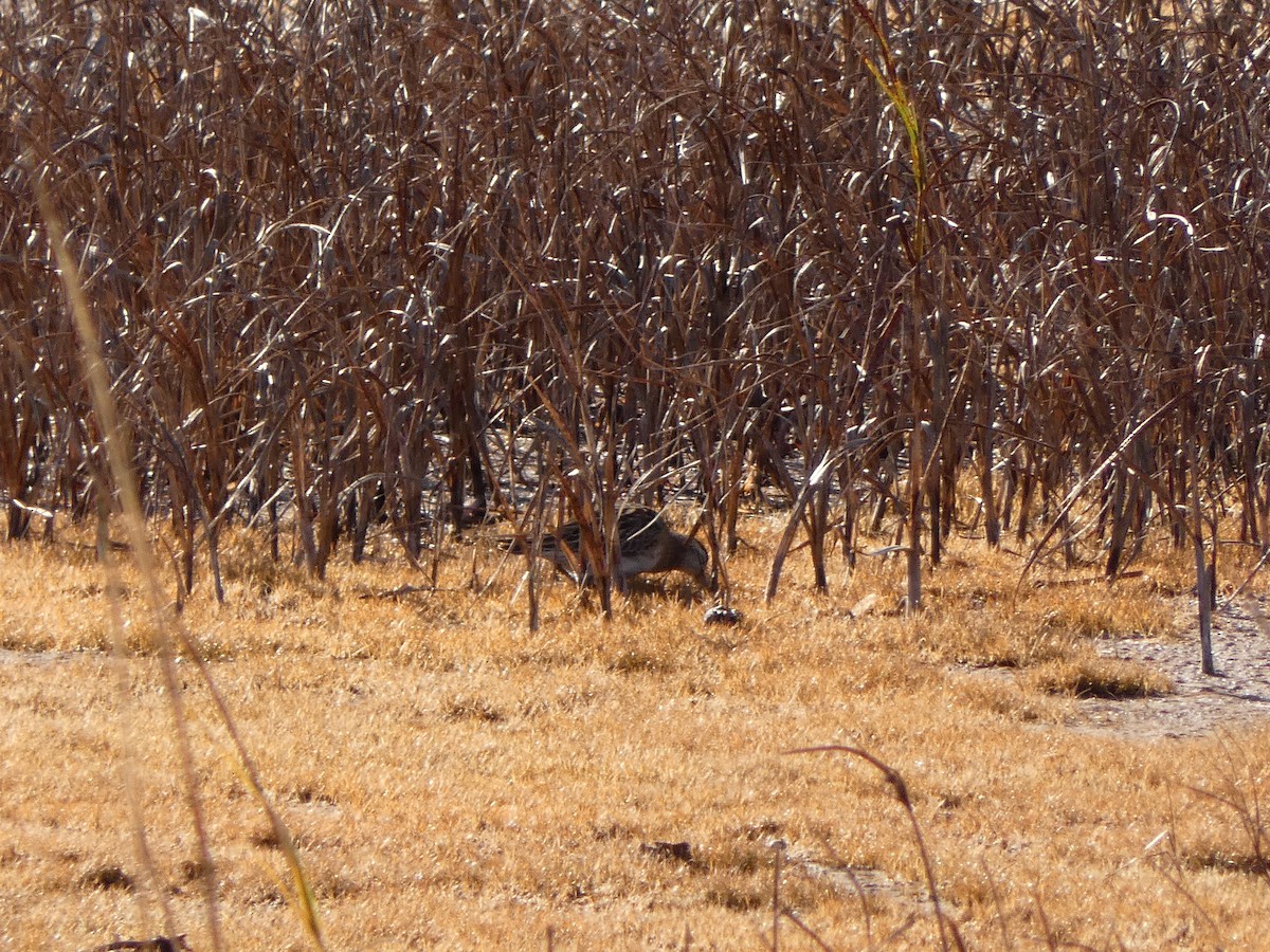 Sharp-tailed Sandpiper - ML645173993