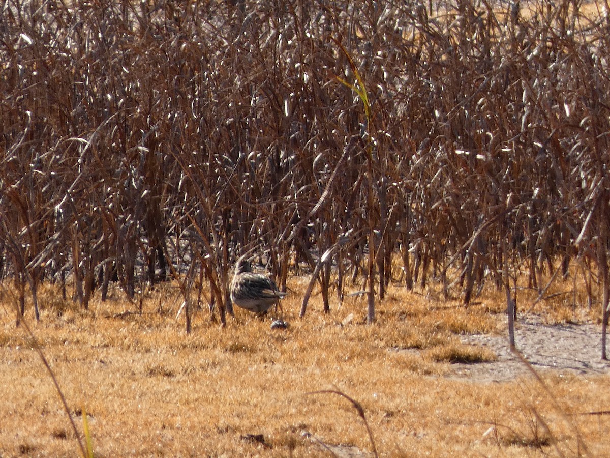 Sharp-tailed Sandpiper - ML645174003