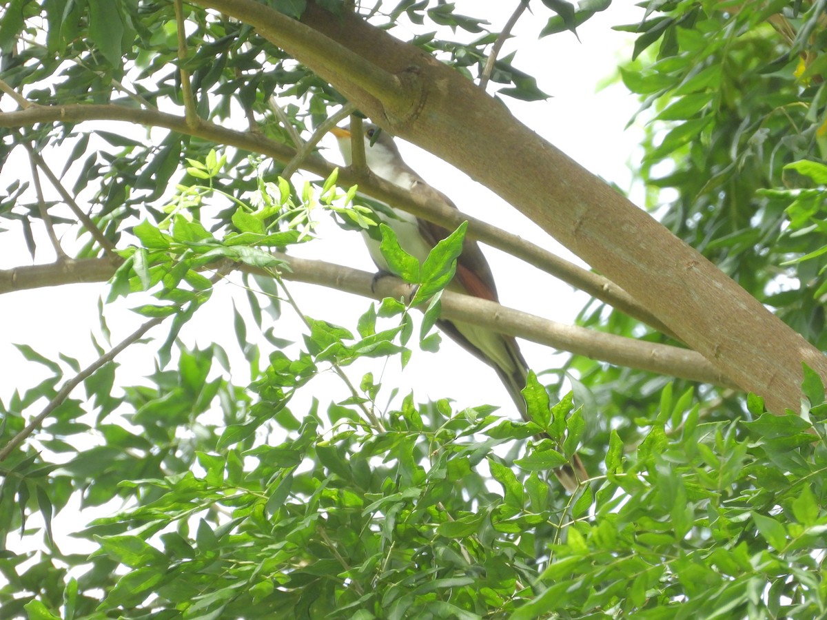Yellow-billed Cuckoo - ML645174006