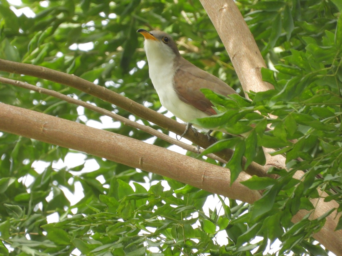 Yellow-billed Cuckoo - ML645174007