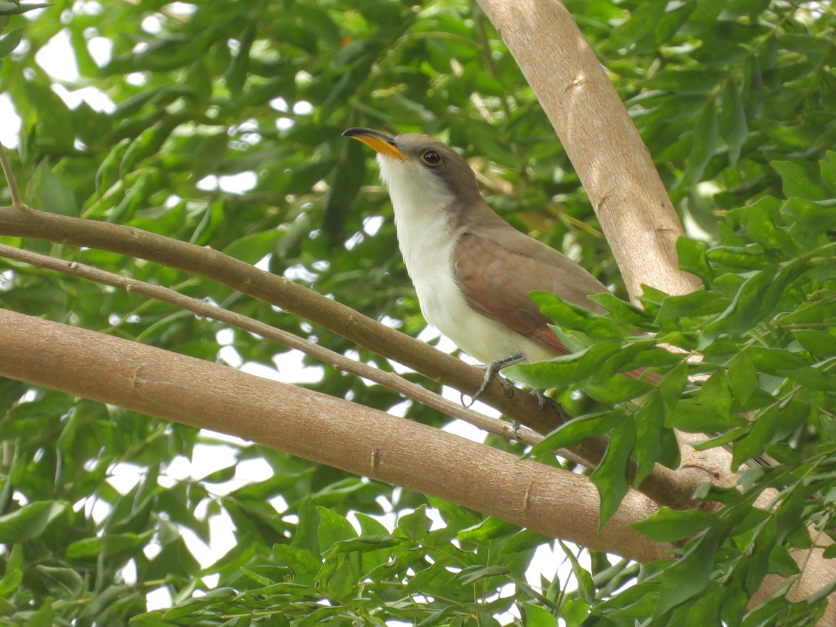 Yellow-billed Cuckoo - ML645174008