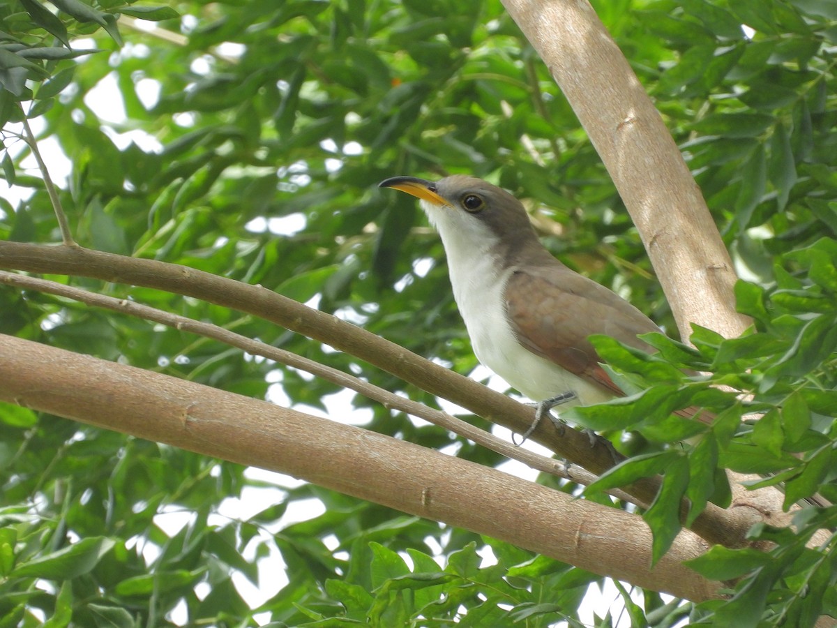 Yellow-billed Cuckoo - ML645174010