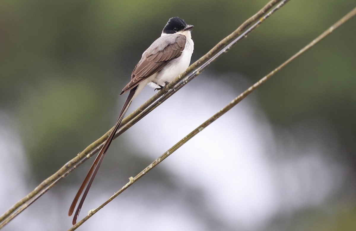Fork-tailed Flycatcher (savana) - ML645174011