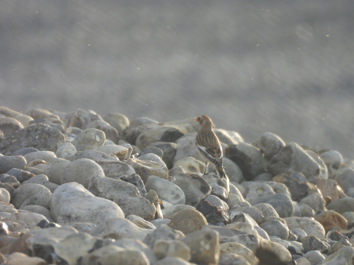 sněhule severní - ML645174014