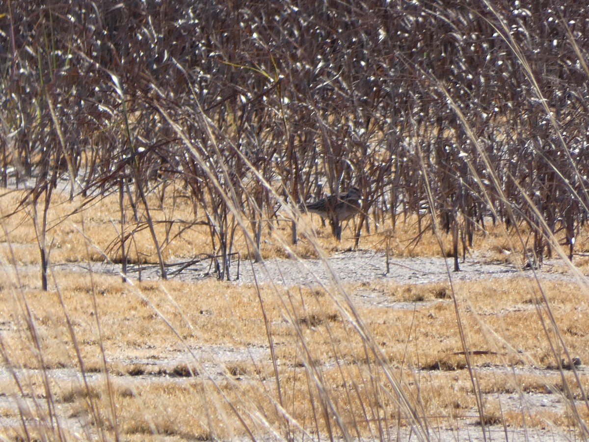 Sharp-tailed Sandpiper - ML645174026