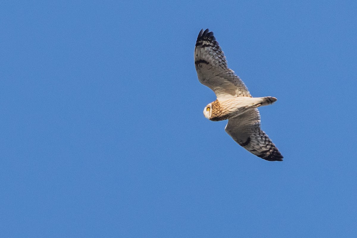 Short-eared Owl - ML645174028
