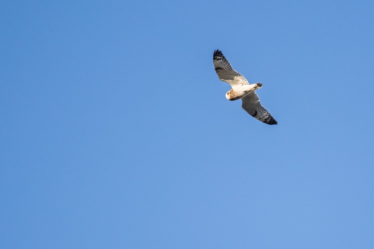 Short-eared Owl - ML645174029