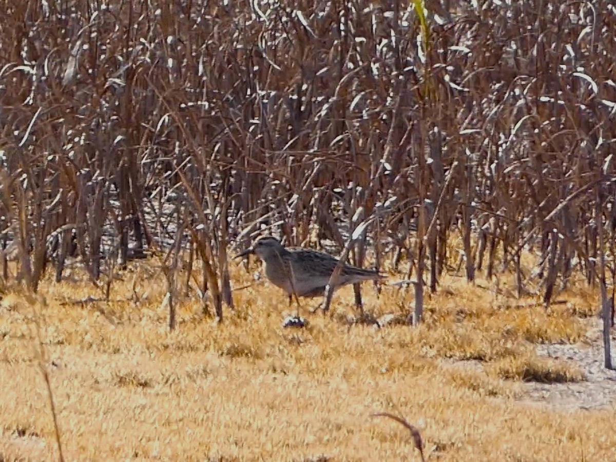 Sharp-tailed Sandpiper - ML645174037