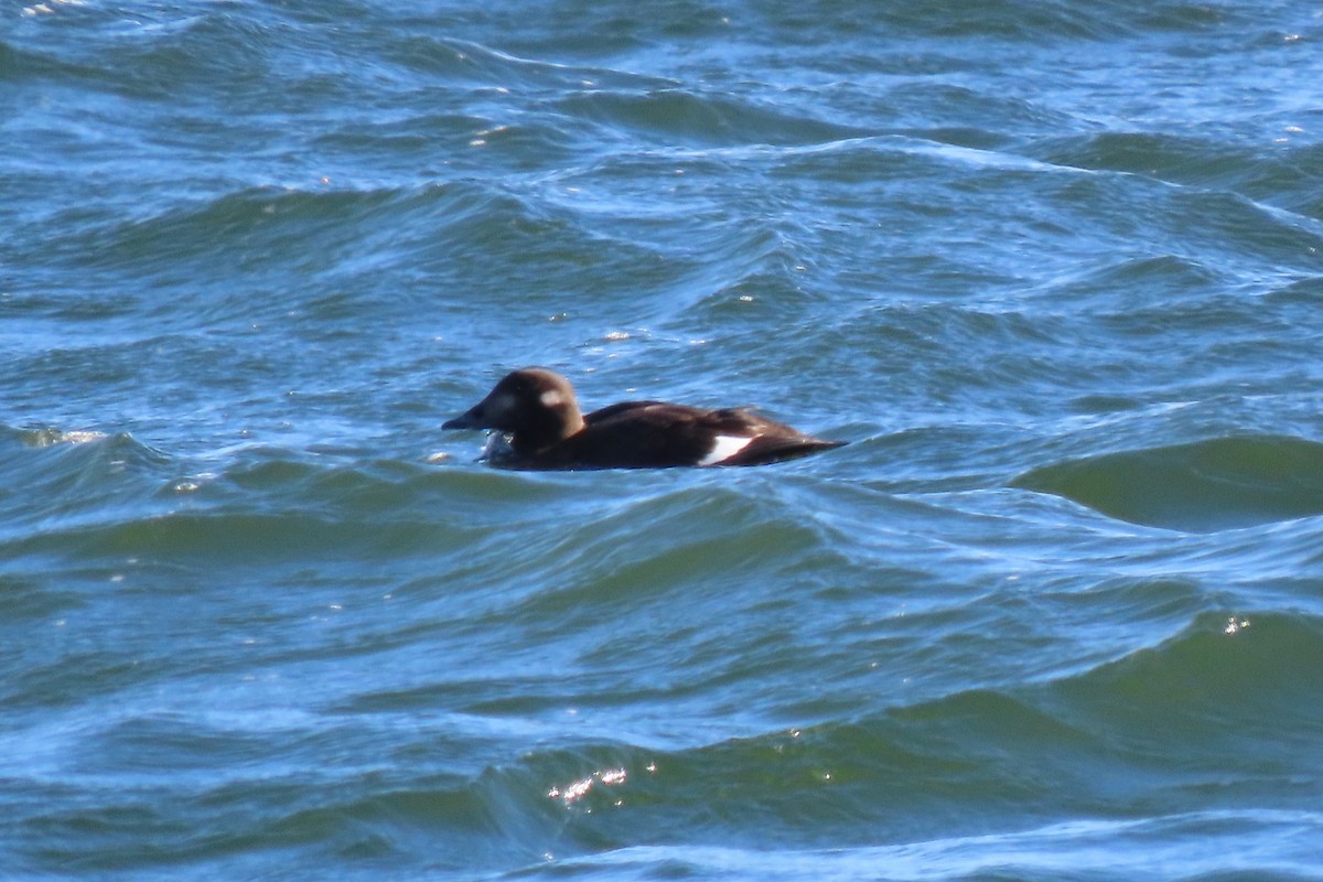 White-winged Scoter - ML645174043