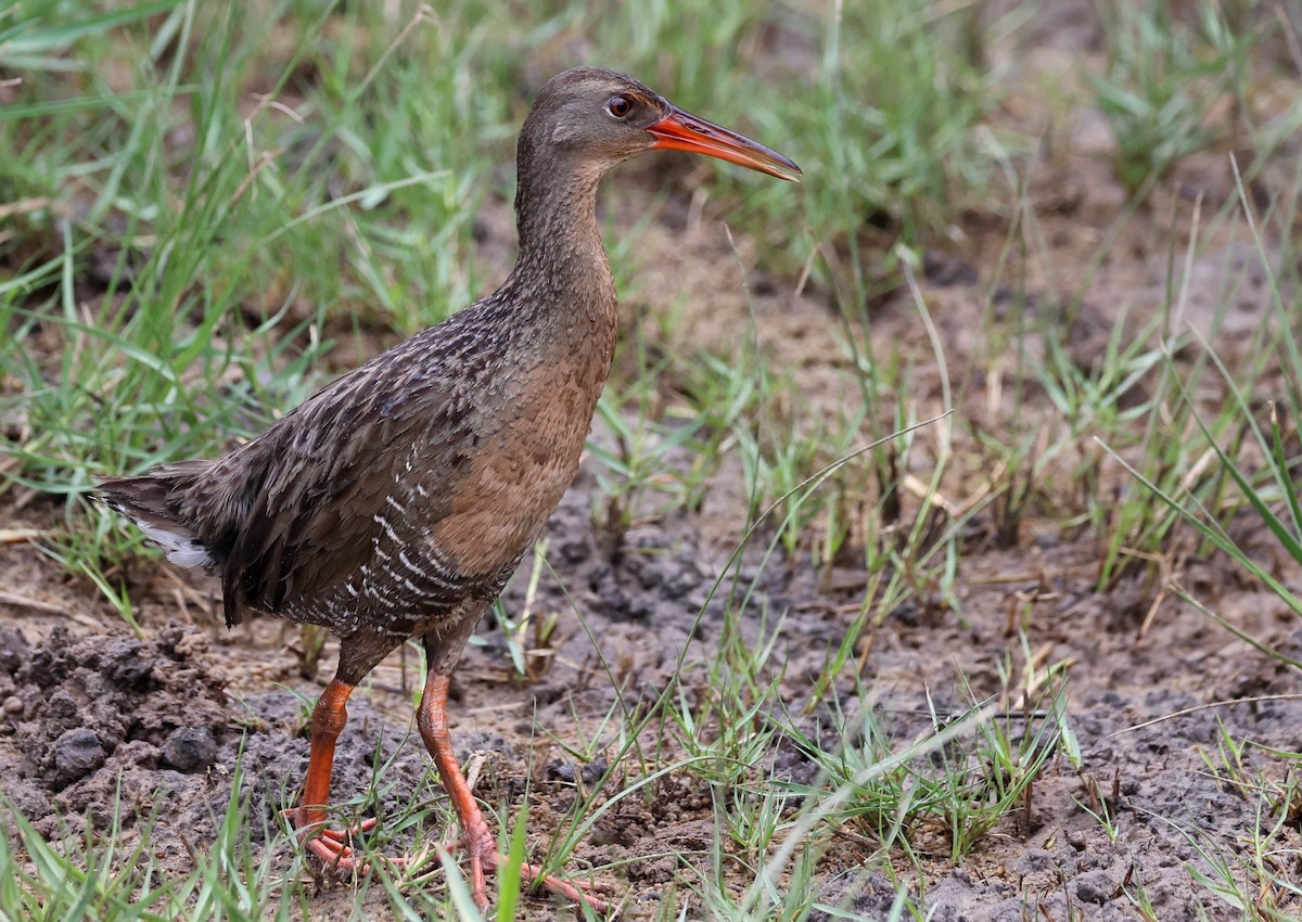 Mangrove Rail (Atlantic) - ML645174052
