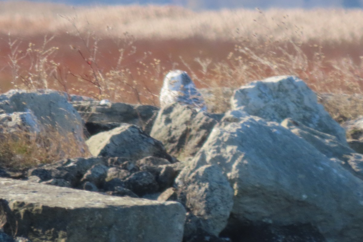 Snowy Owl - ML645174057