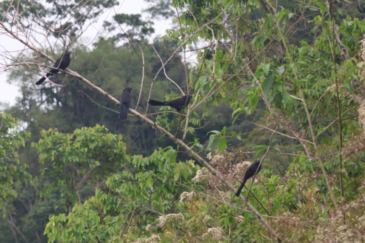 Ані товстодзьобий - ML645174070