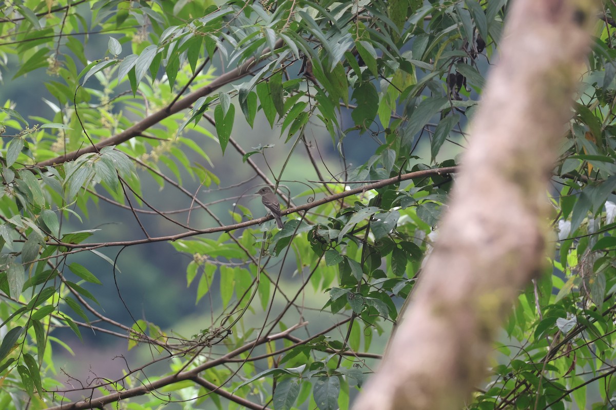 Euler's Flycatcher - ML645174078