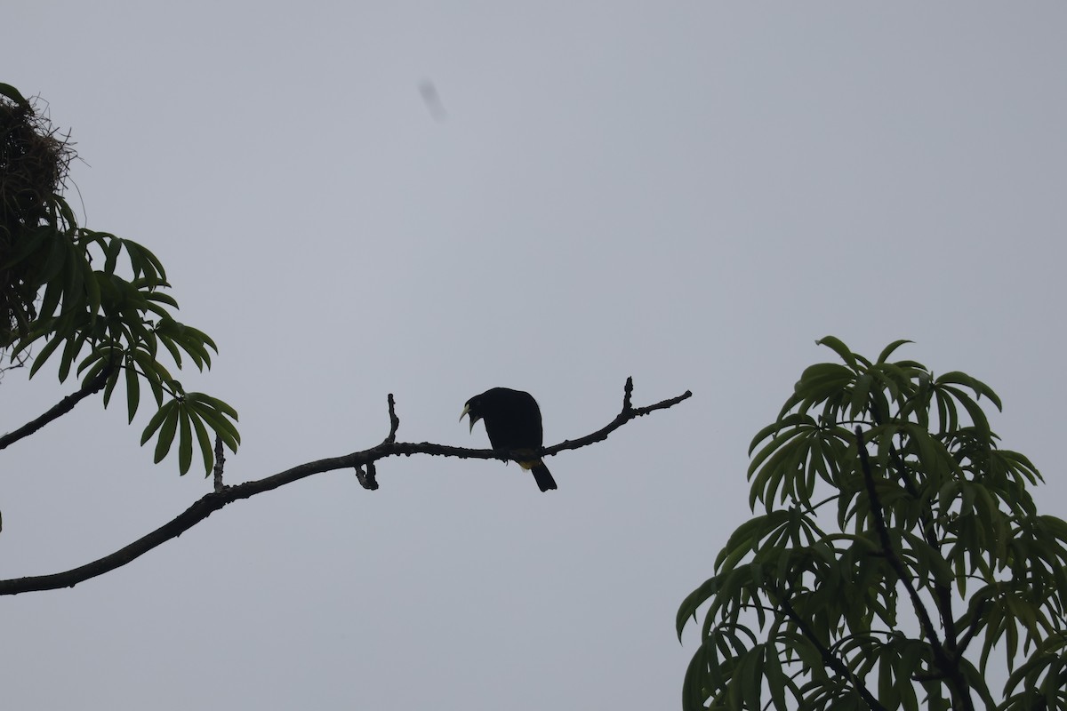 Yellow-rumped Cacique - ML645174080