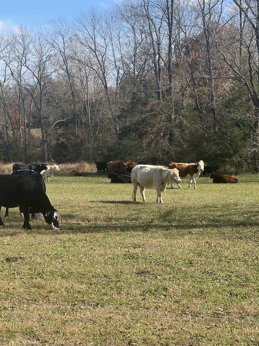 Animali - ML645174092