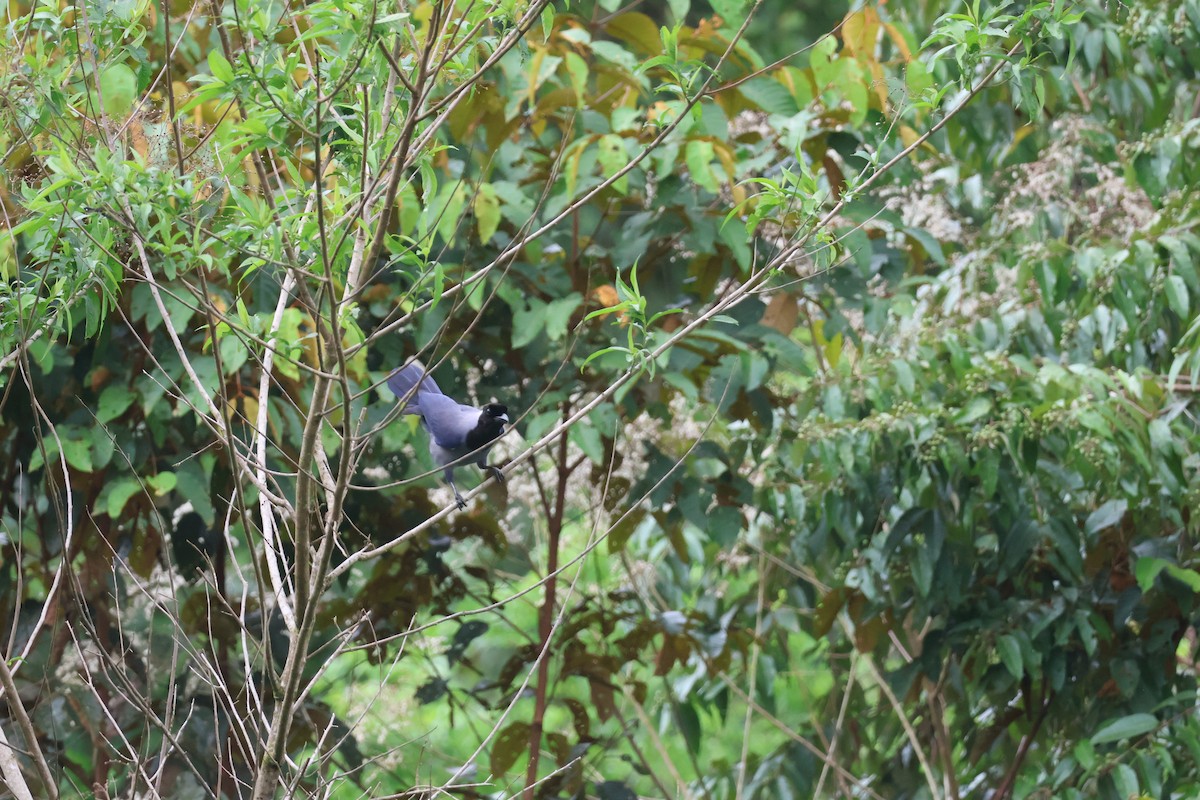 Violaceous Jay - ML645174099