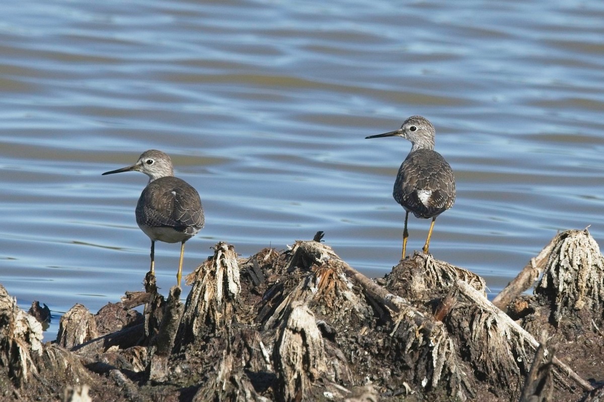 Lesser Yellowlegs - ML645174103