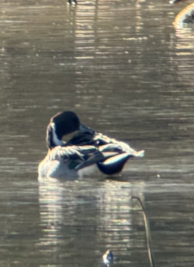 Codone - ML645174108