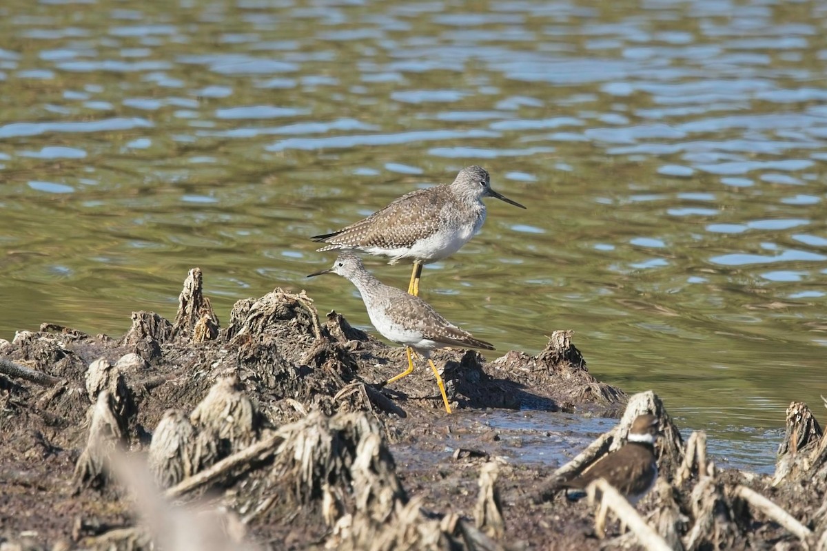 Greater Yellowlegs - ML645174111