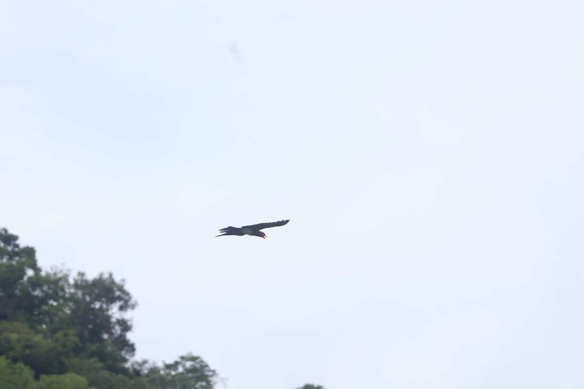 Red-throated Caracara - ML645174116