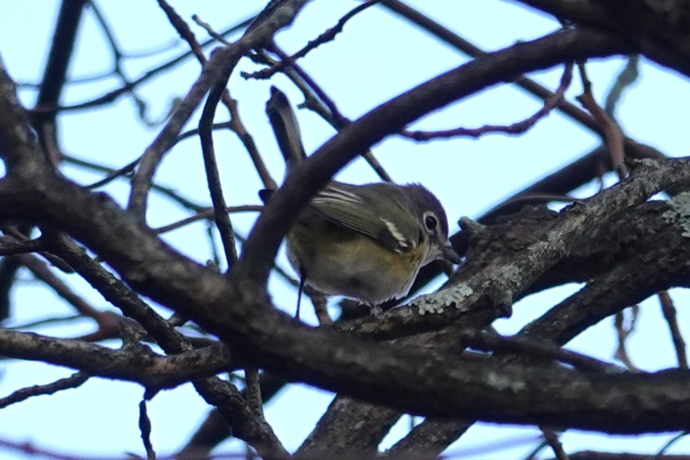 Blue-headed Vireo - ML645174117