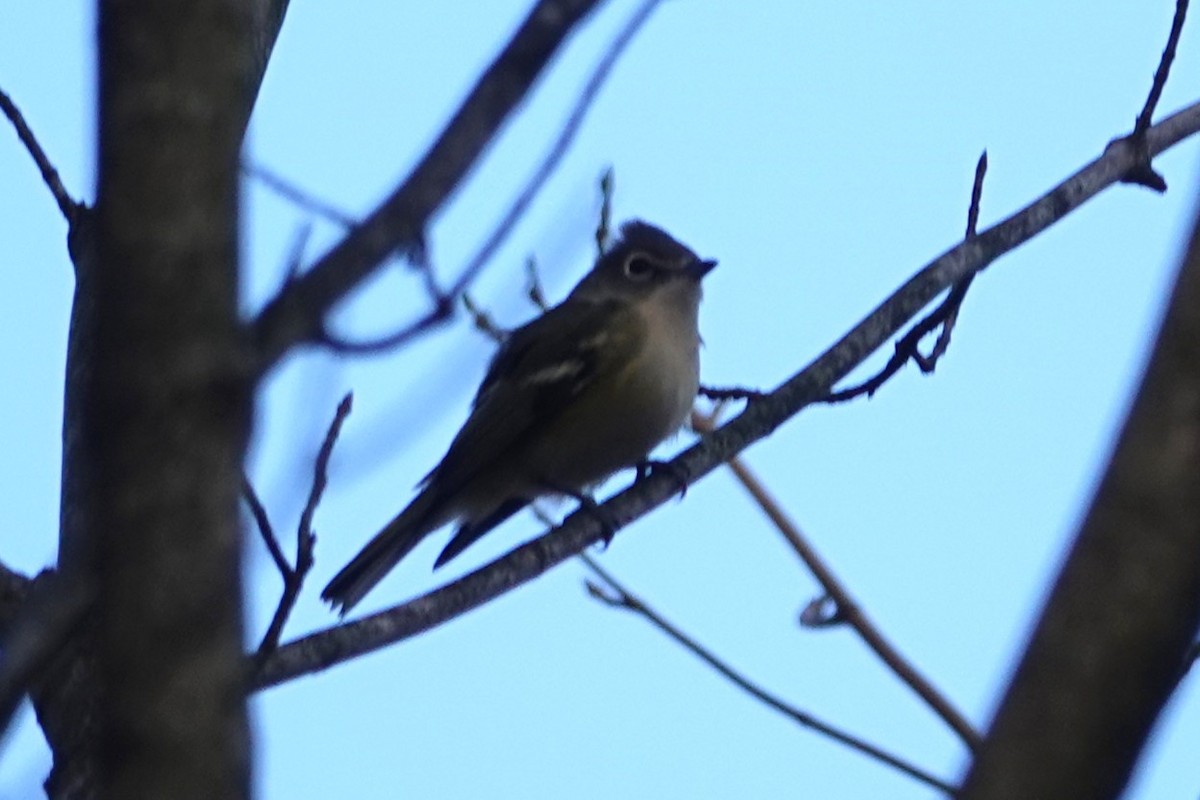 Blue-headed Vireo - ML645174118