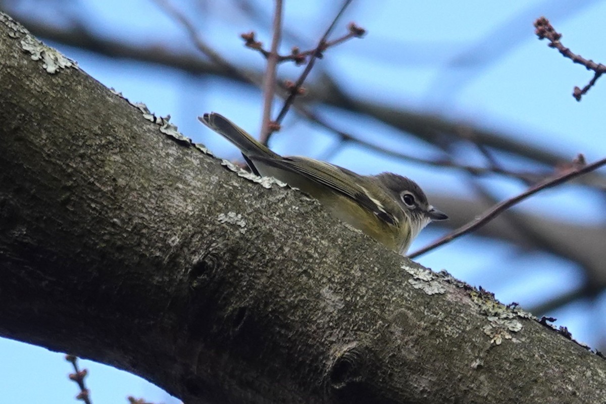 Blue-headed Vireo - ML645174119