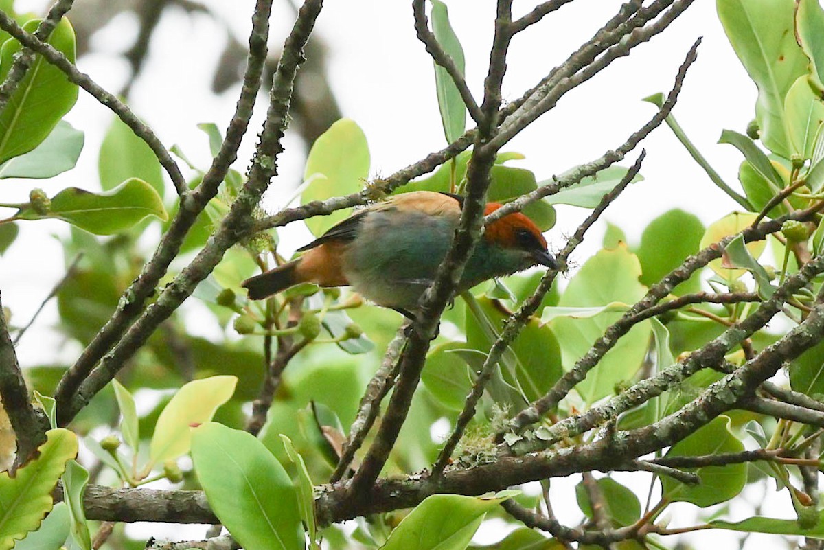 Black-backed Tanager - ML645174136