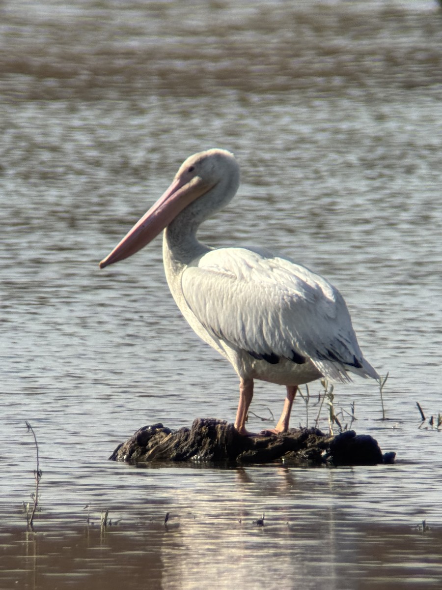 American White Pelican - ML645174139