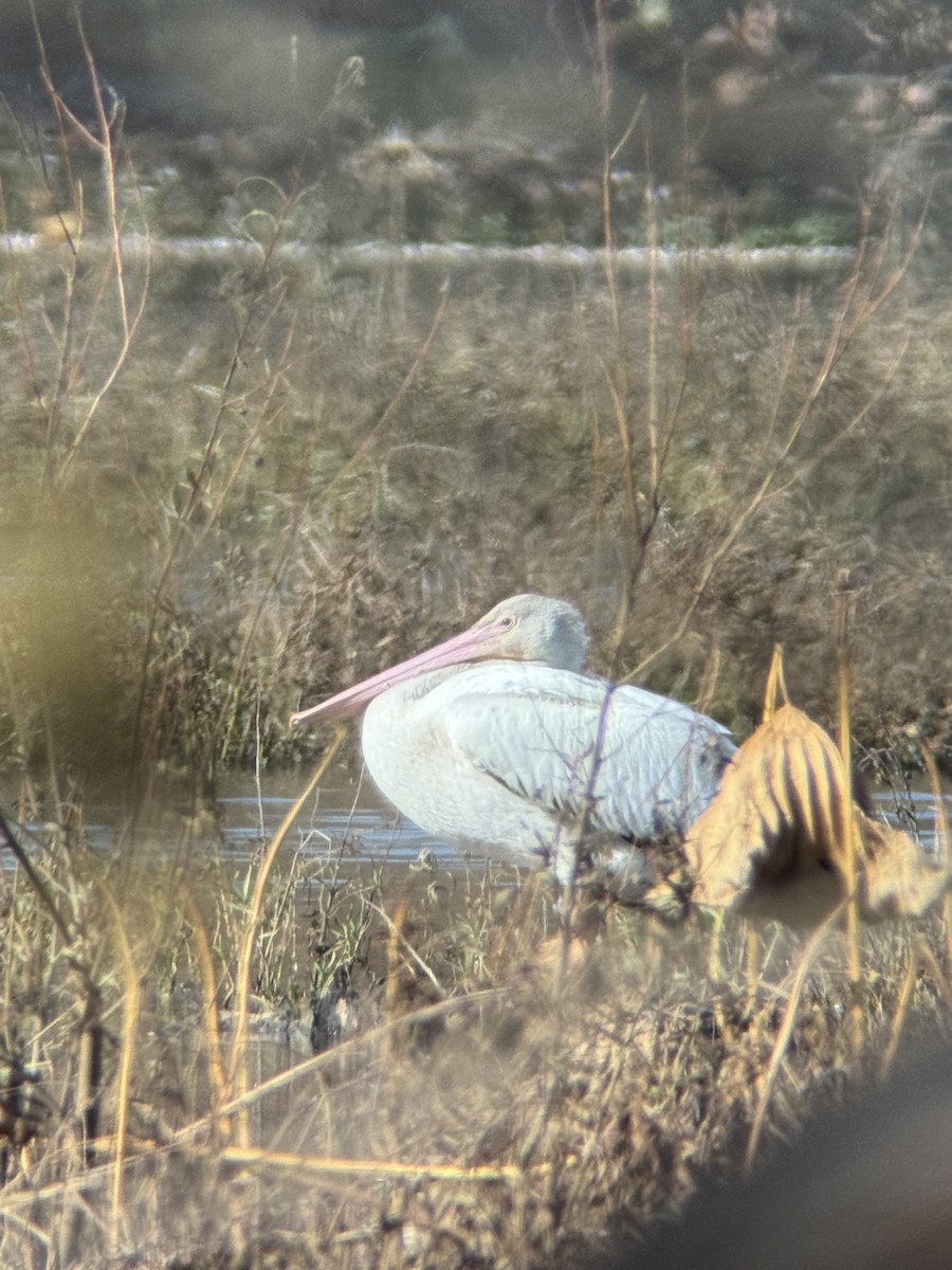 American White Pelican - ML645174140