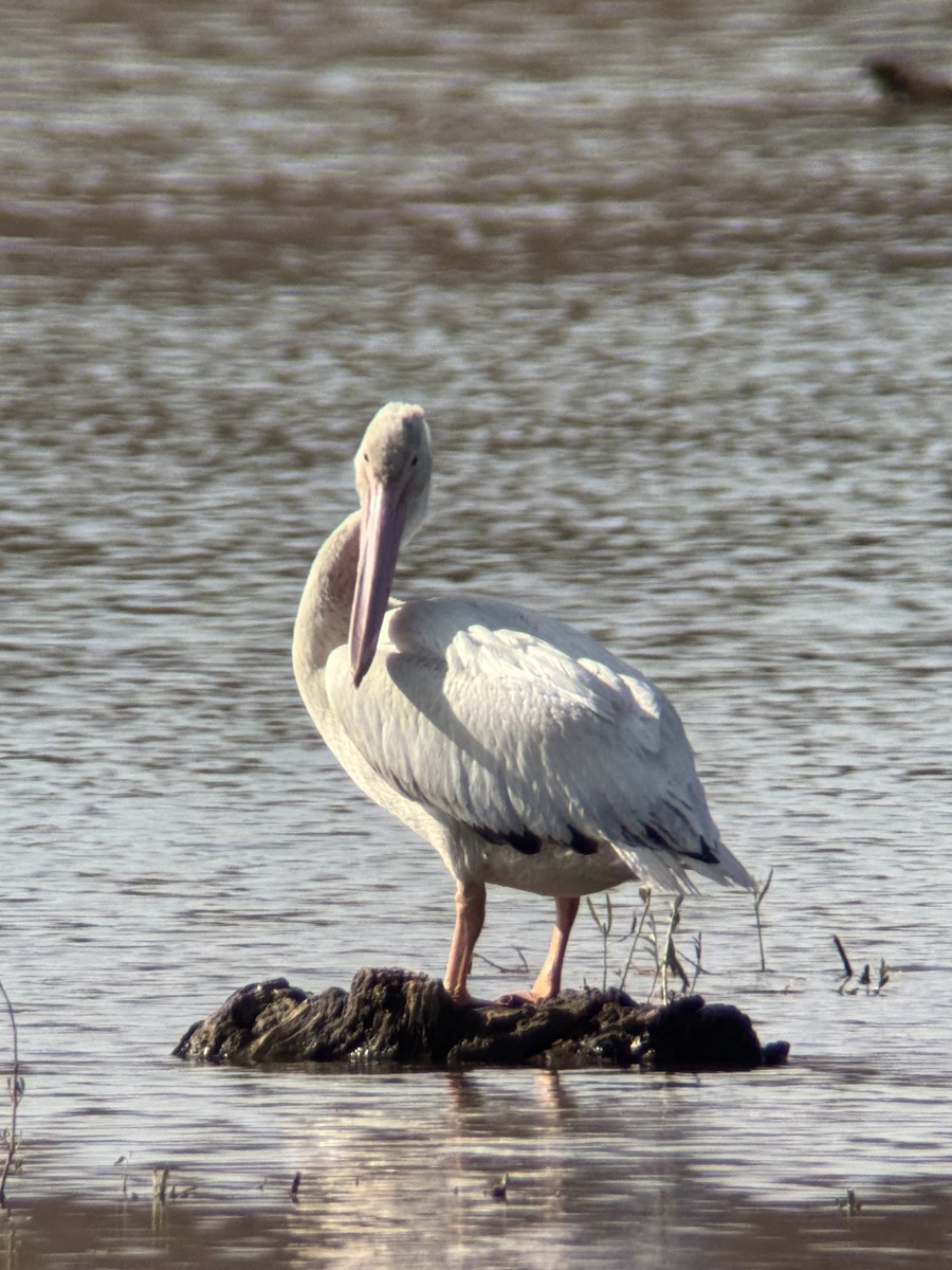 American White Pelican - ML645174141