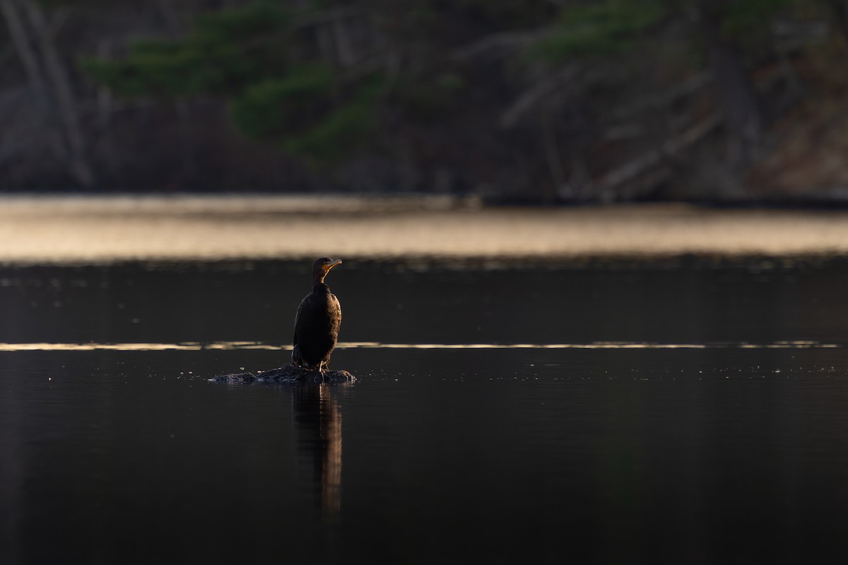 totoppskarv - ML645174143