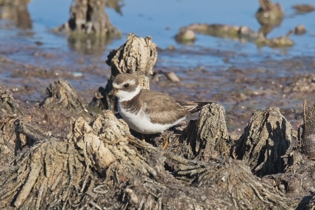 Semipalmated Plover - ML645174154