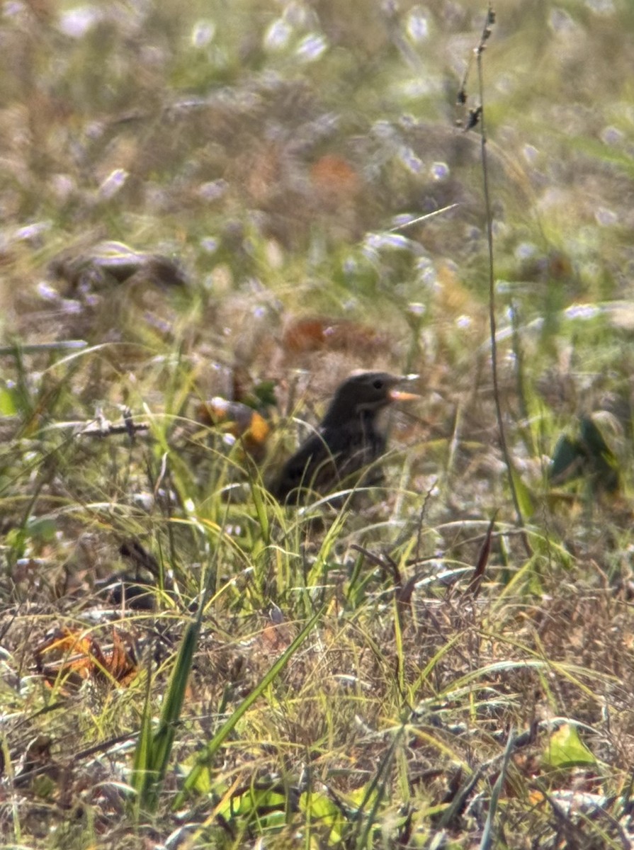 Spioncello del Pacifico - ML645174155