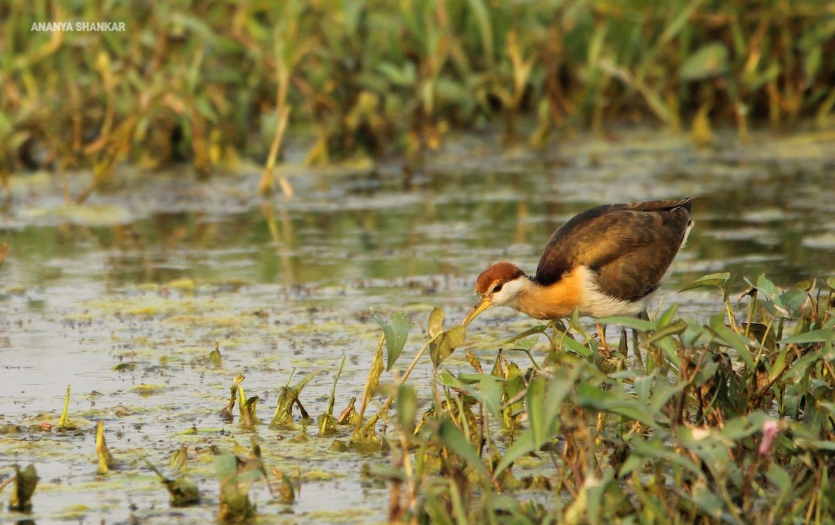 Bronze-winged Jacana - ML645174159