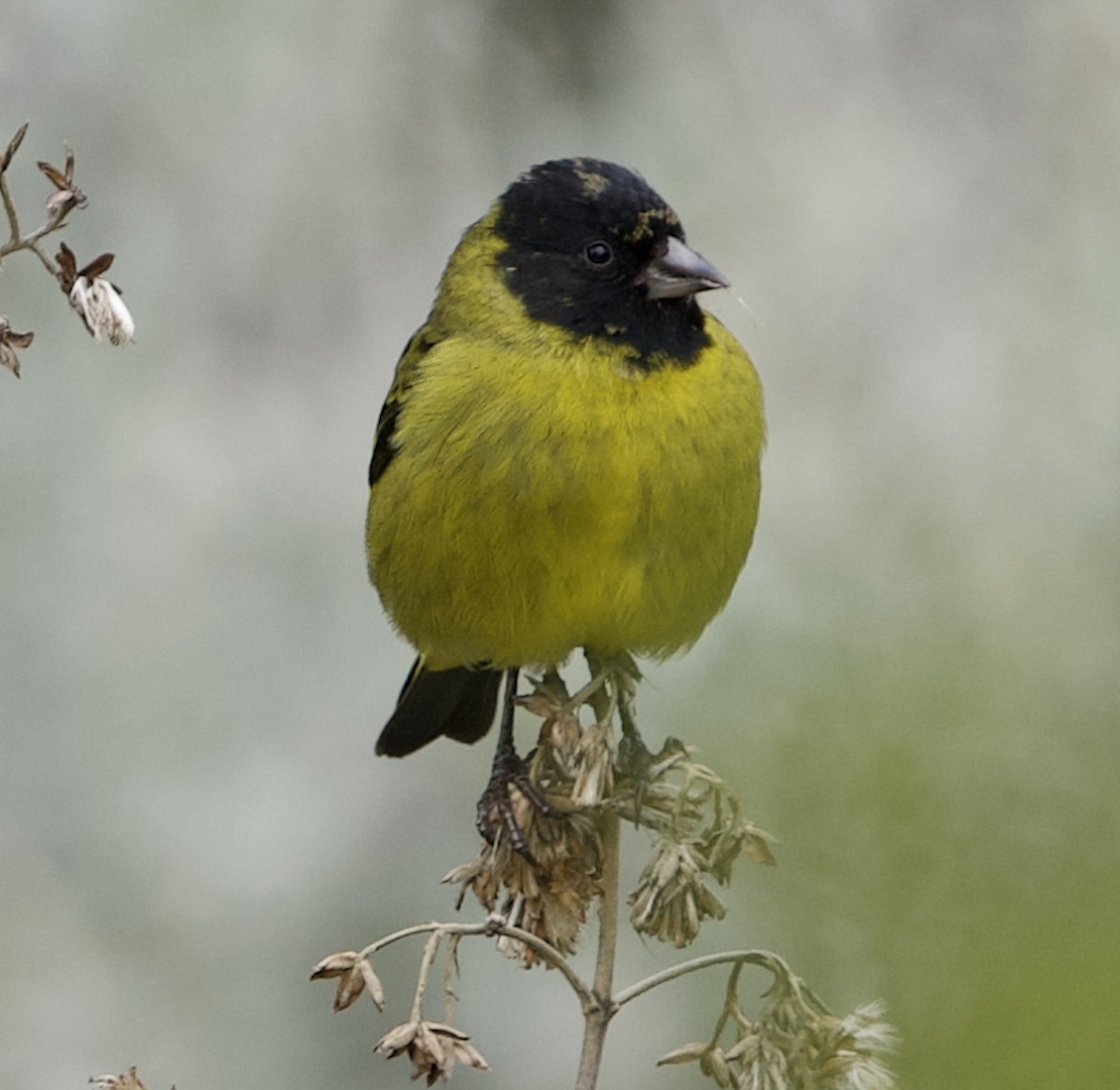 Thick-billed Siskin - ML645174163