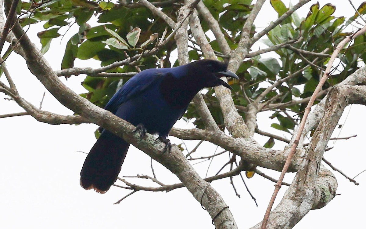 sojka azurová - ML645174182