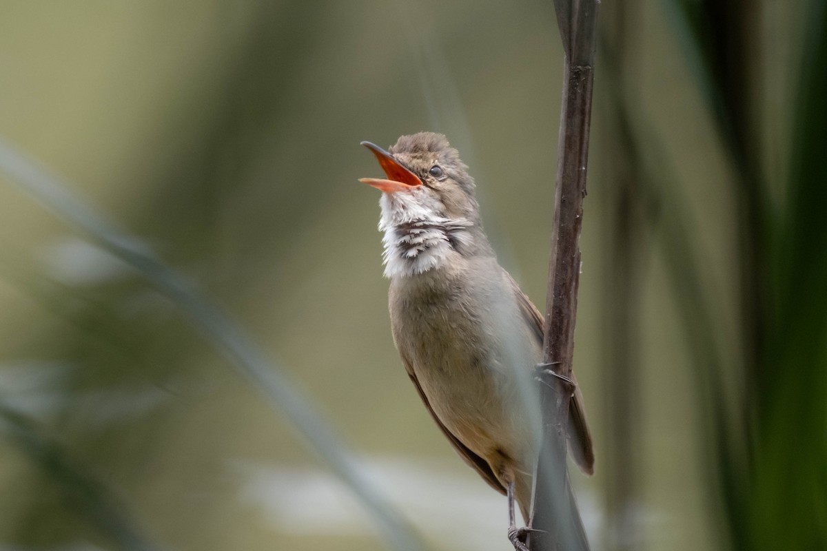 Australian Reed Warbler - ML645174184