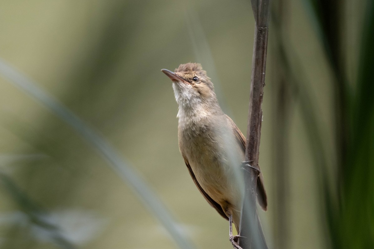 Australian Reed Warbler - ML645174185