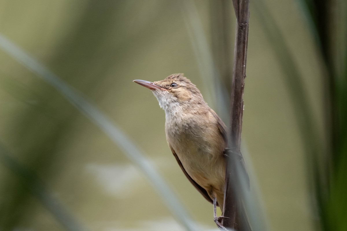 Australian Reed Warbler - ML645174186