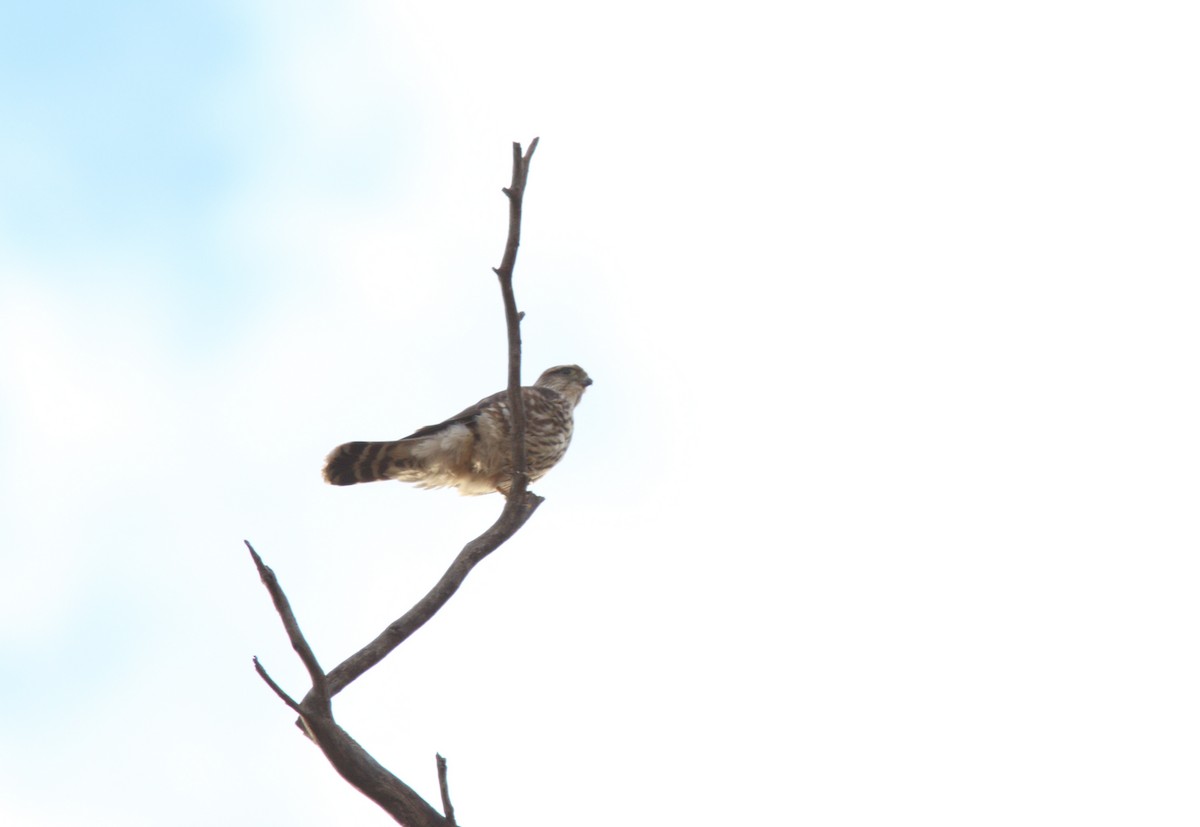 Merlin (Taiga) - ML645174203