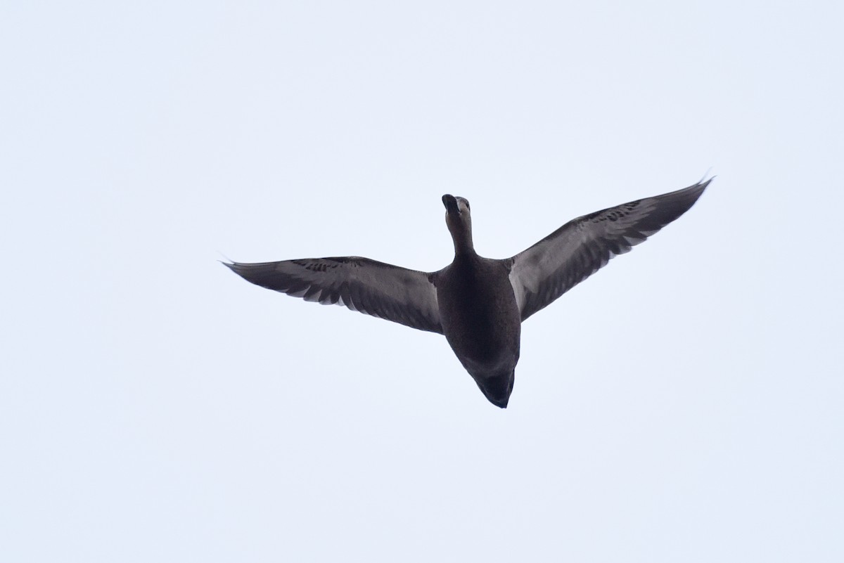 American Black Duck - ML645174211