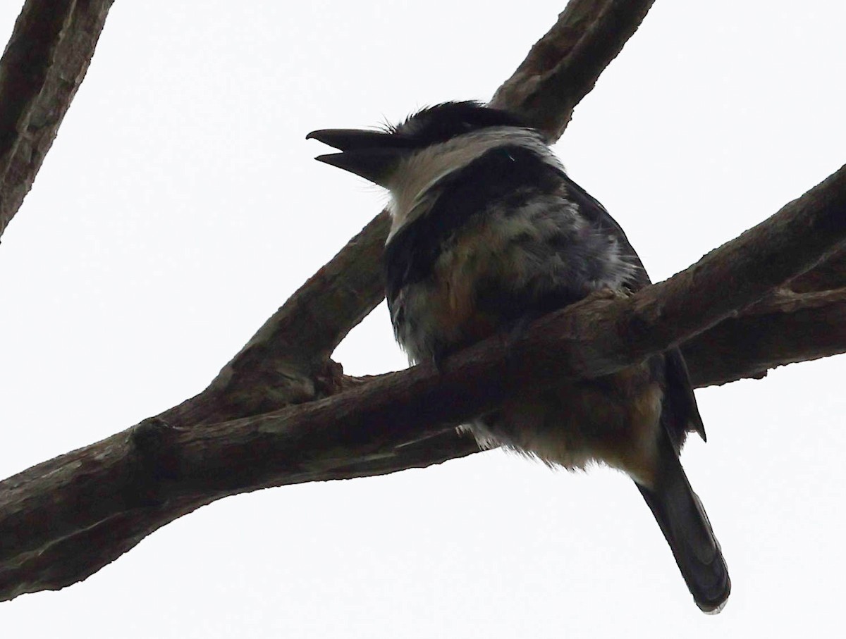 Buff-bellied Puffbird - ML645174213