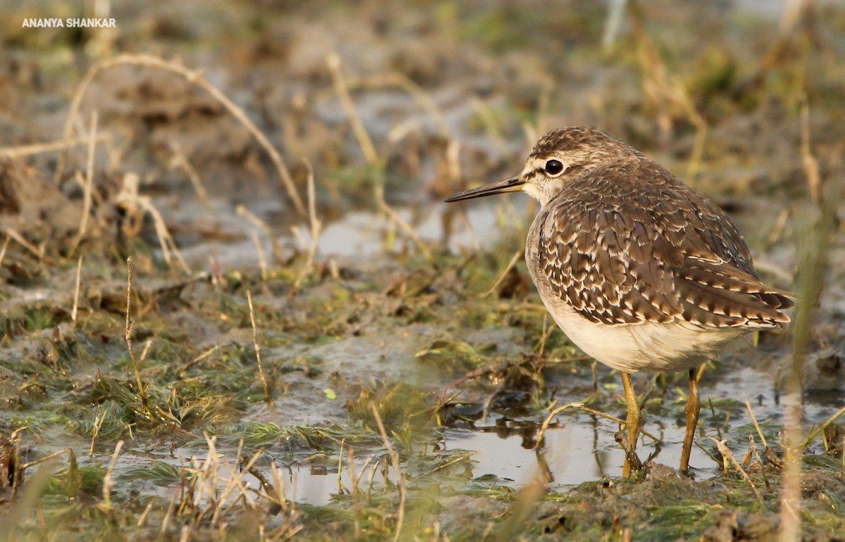 vodouš bahenní - ML645174215